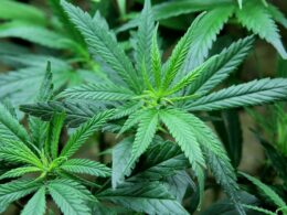 Oregon Considers Toughening Rules in Light of The Flood of Illegal Marijuana.