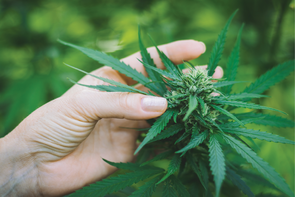 Marijuana industry sales slow down after pandemic surge