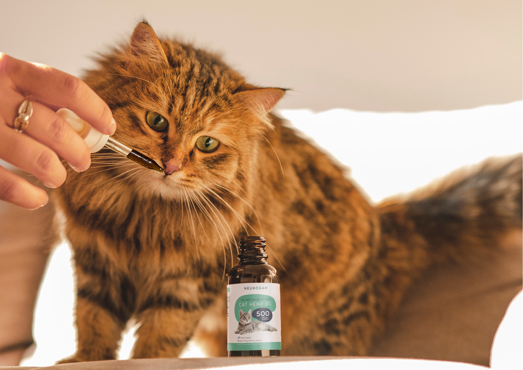 cbd for cats