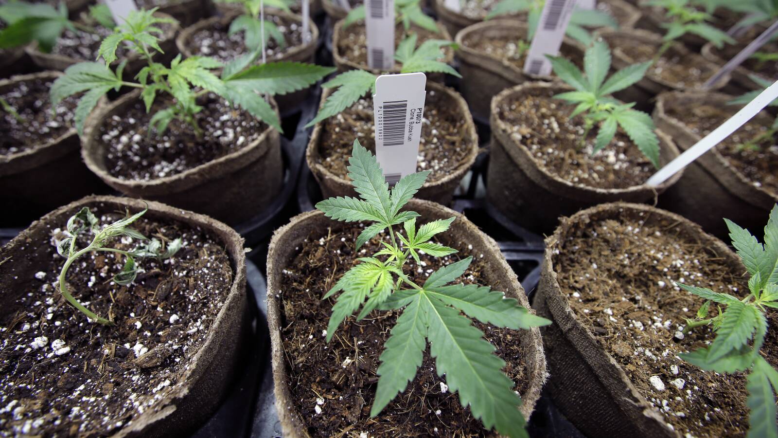 The Illegal Marijuana Market Is Affecting The Legitimate Industry.