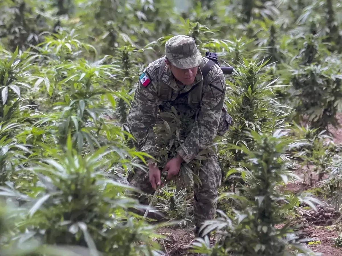 The Sinaloa Cartel's "Narco Juniors" Are Taking Inspiration From California's Stores For Their Marijuana Objectives!