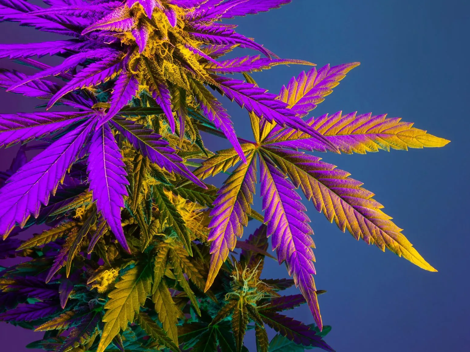 Marijuana industry sales slow down after pandemic surge