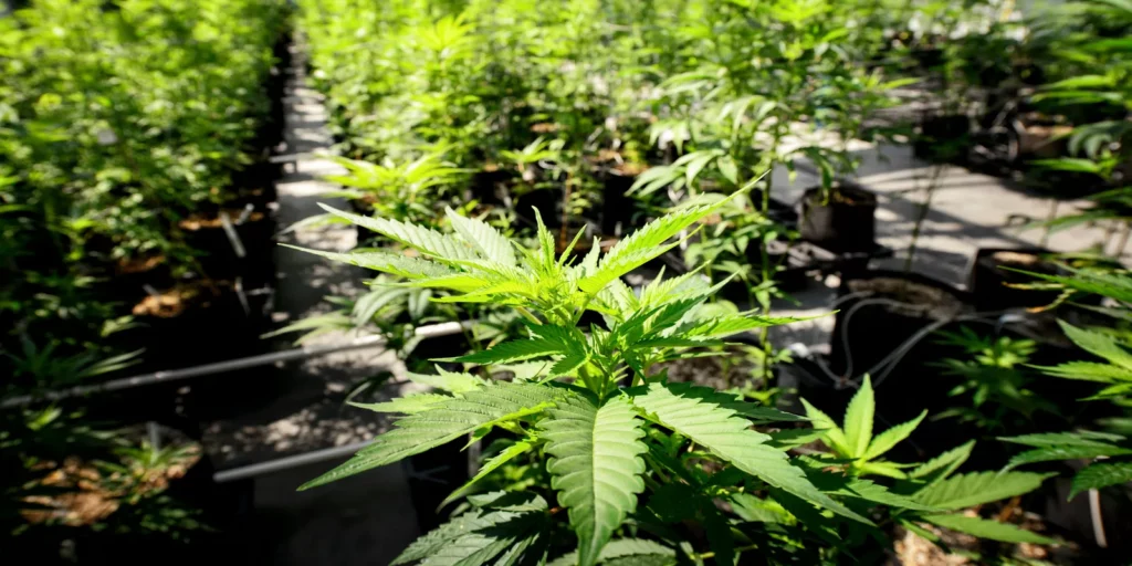 Minnesota Lawmakers Claim a Recreational Marijuana Bill Includes Social Equality, Advocates Demand Bolder Action!