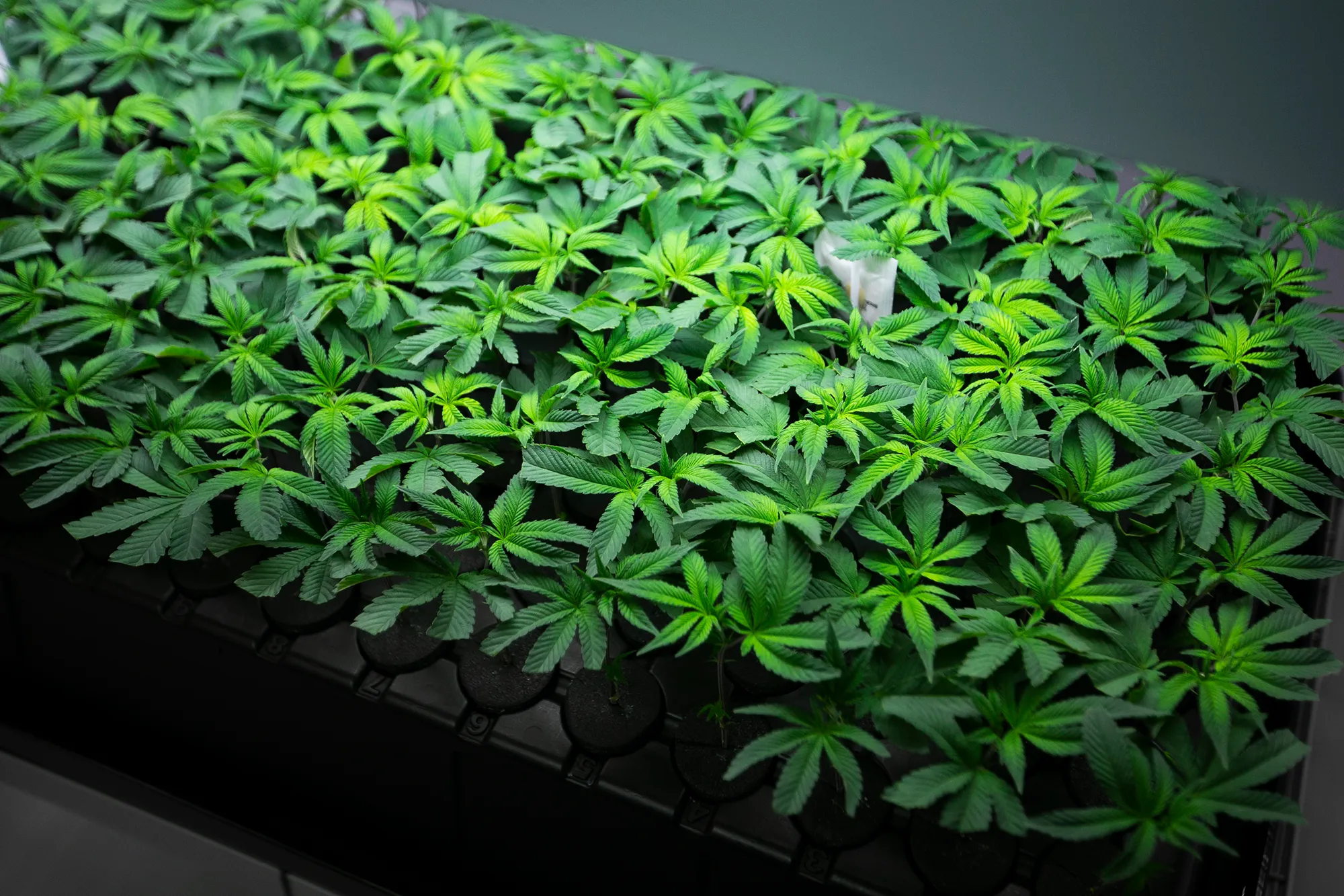 From Marijuana To Tax Reductions: Here's What Ohio Legislators Might Do In The Upcoming Two Years!