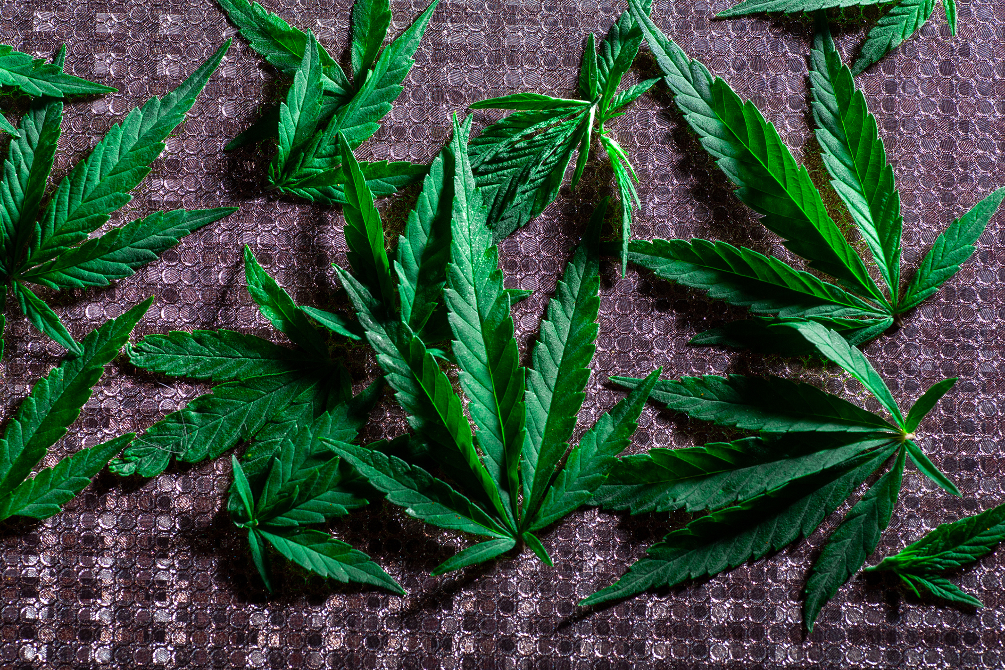 2 Marijuana Stocks To Watch This Monday