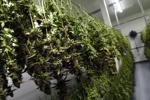 The marijuana laws in Missouri require a comprehensive reform. The instance of Adam Mace is one reason why