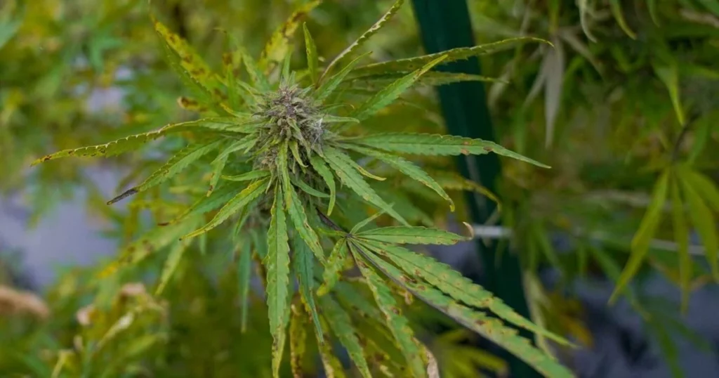 Illinois Breaks Record $1.5 Billion Adult-Use Marijuana Milestone Sales in 2022!