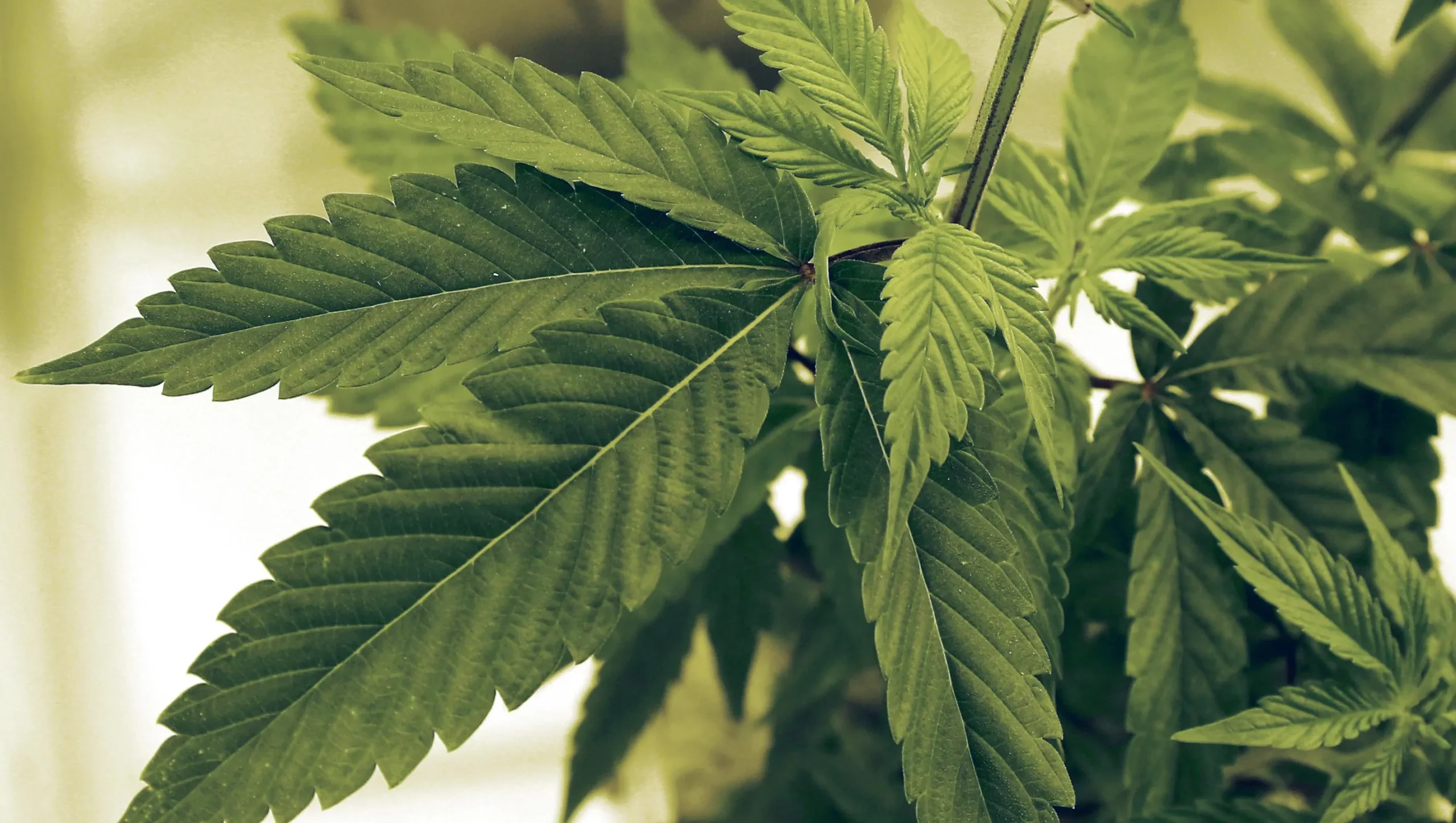 New Dispensary for Medical Marijuana Will Operate in Eastgate