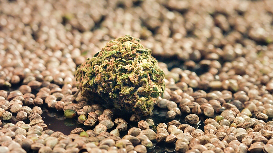 How Marijuana Businesses Are Boosting Customer Loyalty By Offering Seeds To Customers?