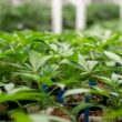 Kansas City Council Votes to Include a Sales Tax on Marijuana on The April Ballot.