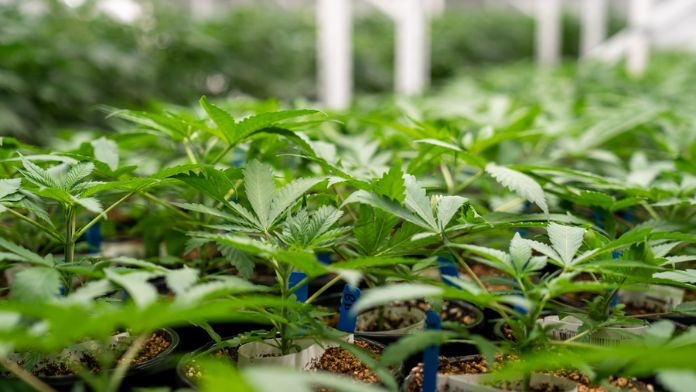 Kansas City Council Votes to Include a Sales Tax on Marijuana on The April Ballot.