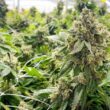 Should KC tax recreational weed to fund community improvements? Voters will decide