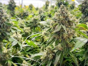 Should KC tax recreational weed to fund community improvements? Voters will decide