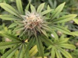 Biden Reiterates Marijuana 'Promise' and Calls for Expunctions at MLk Day Event