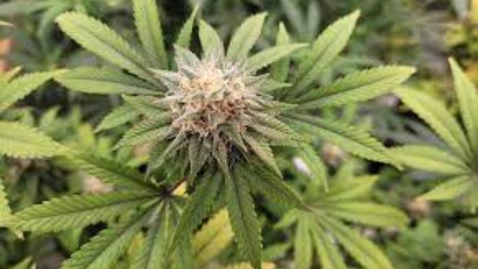 Biden Reiterates Marijuana 'Promise' and Calls for Expunctions at MLk Day Event