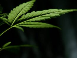 Virginia Lawmakers Consider Updating Marijuana And Hemp Product Laws In 2023 Session
