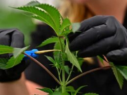 Advocates of medical marijuana renew efforts to legalise cannabis usage for autistic Ohioans