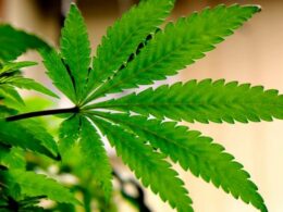 New Dispensary for Medical Marijuana Will Operate in Eastgate