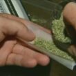 First Minnesota House committee approves legal marijuana
