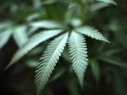 Massachusetts is first state to add marijuana component to drivers' ed classes