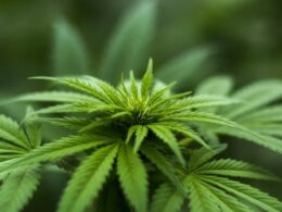 Georgia commission passes rules to sell, produce medical marijuana