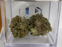 Sununu predicts bipartisan plan to legalize marijuana in NH won't reach his desk