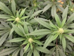 Hawaii Lawmakers File Marijuana Legalization Bills For 2023 Session, With New Pro-Reform Governor In Office