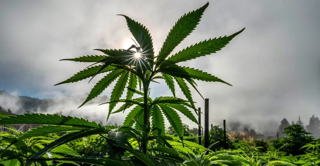 Marijuana May Affect Elon Musk's Work, But Legalization Has Assisted Us Employees Find Employment And Earn Extra!