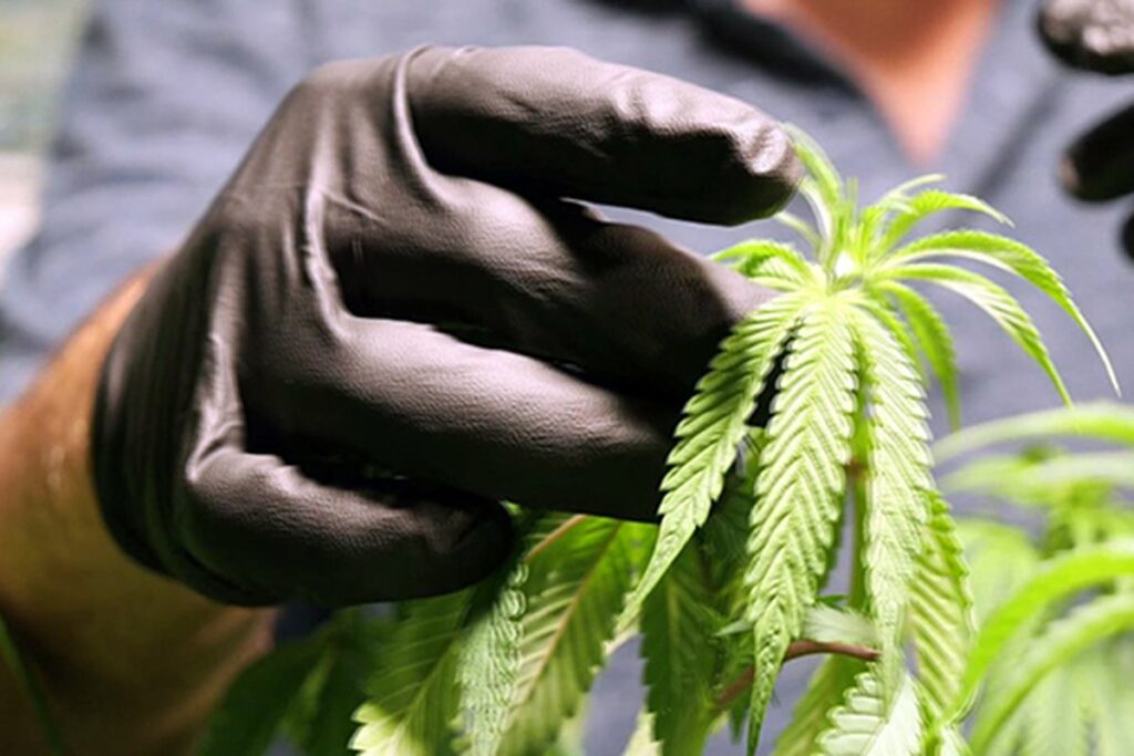 Senate GOP Leader Devin Le Mahieu Stated That The Party is "Near" To Endorsing Medical Marijuana!