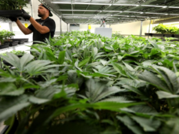 Michigan Marijuana Sales Reached a Record $221 Million in December!