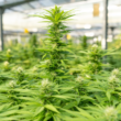 Marijuana Legalization in The Carolinas is A Matter Of Fairness, Not Morality!