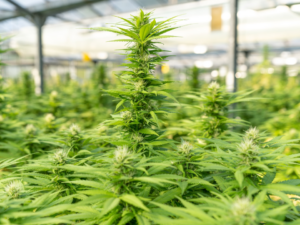 Marijuana Legalization in The Carolinas is A Matter Of Fairness, Not Morality!