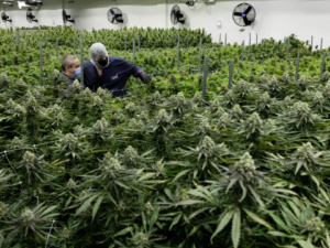 Marijuana Sales Bill For 2023 Filed By Virginia GOP Lawmaker, Draws Mixed Reactions From Advocates!