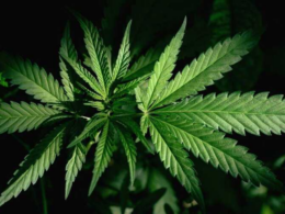 Is it Acceptable To Smoke Weed in Public