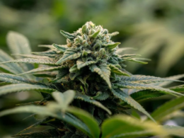 GOP Lawmaker Files Bill To Amend IRS's 280E Code To Provide Government Tax Breaks For Marijuana Dispensaries!