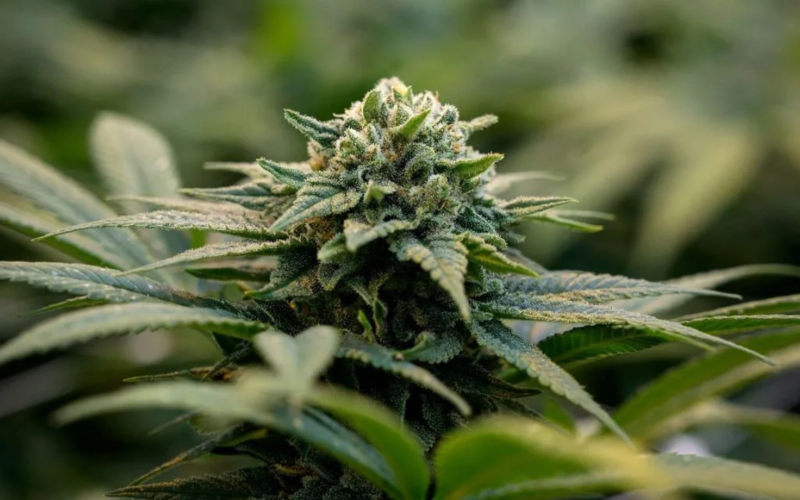 GOP Lawmaker Files Bill To Amend IRS's 280E Code To Provide Government Tax Breaks For Marijuana Dispensaries!