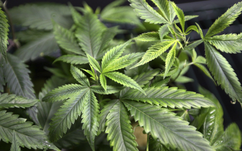 The Push For Legalized Marijuana Begins At The Minnesota State Capitol!