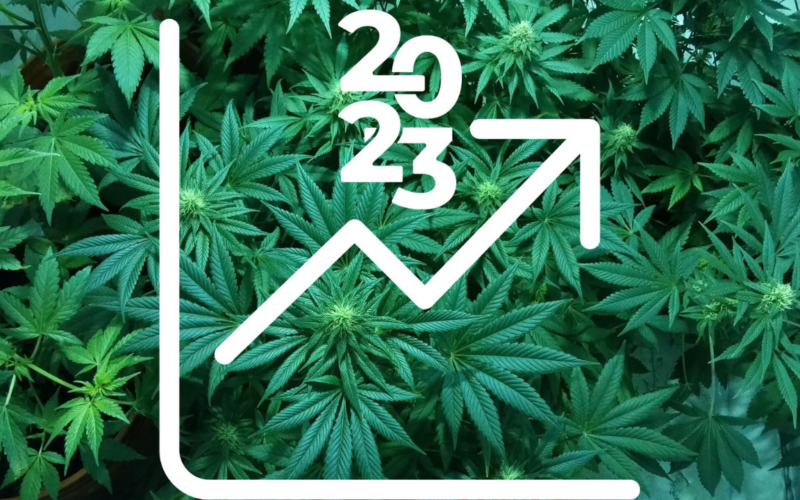Top 10 Marijuana Trends To Look Out For In 2023!