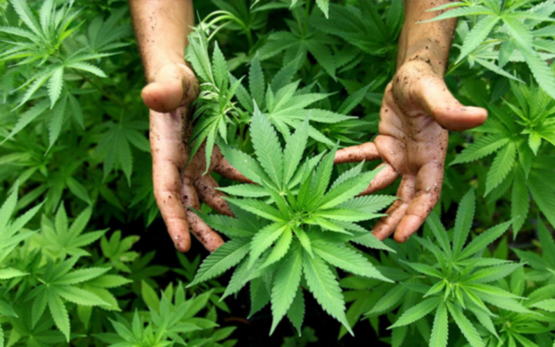 New York's Rollout of Legal Marijuana Needs To Be Quicker, Smoother, And More Monitored Closely!