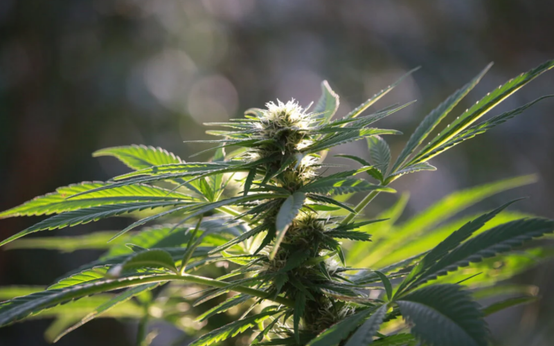 How To Register in Missouri To Cultivate Your Own Cannabis!