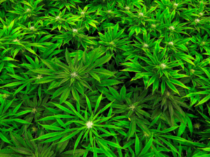 Minnesota's Governor Wants Marijuana Petition Signers To Ask Lawmakers To Legalize!