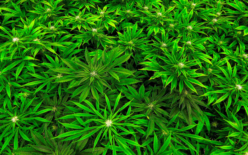 Minnesota's Governor Wants Marijuana Petition Signers To Ask Lawmakers To Legalize!