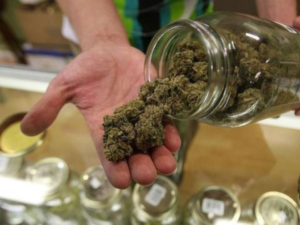 New Rules State That Heavy Marijuana Users Must Disclose Marijuana Use Before Having Surgery!