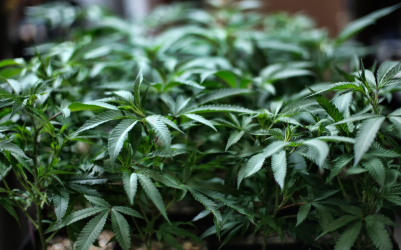 Belton Debating Marijuana Dispensaries' New Regulations!