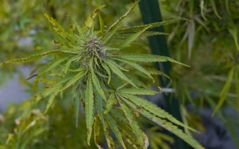 Eight Ways To Learn From The Minnesota Democrats' Bill To Legalize Marijuana!