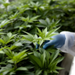 1st Marijuana Expungement Cases in Missouri Creating The Groundwork For Transformation!