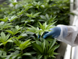 1st Marijuana Expungement Cases in Missouri Creating The Groundwork For Transformation!