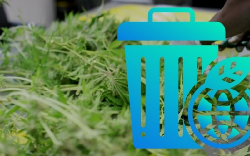 Can Marijuana Products Be Thrown Away in The Trash?