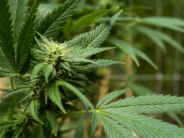 Marijuana Use And Intensity May Be Having An Impact on The Workforce!