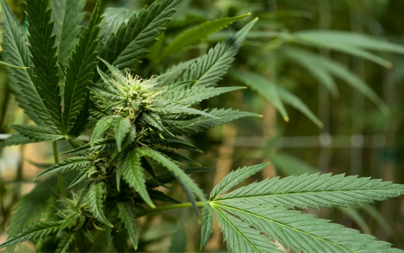 Marijuana Use And Intensity May Be Having An Impact on The Workforce!